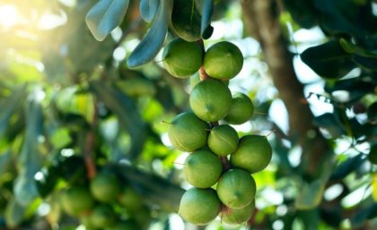 a cluster of green macadamias on a tree